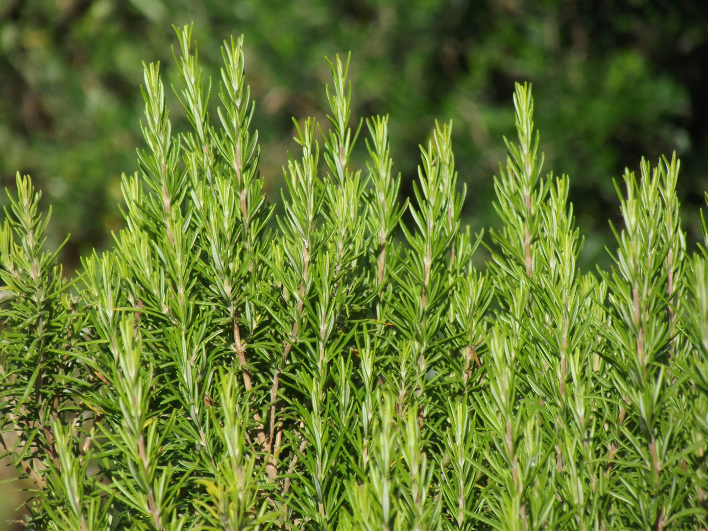 Rosemary (Fresh)