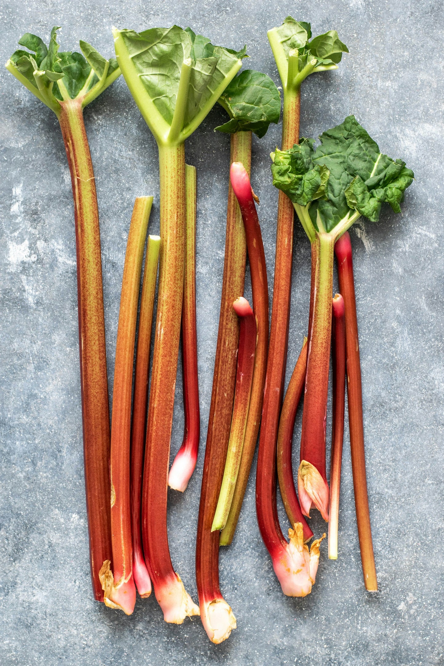 Rhubarb bunch