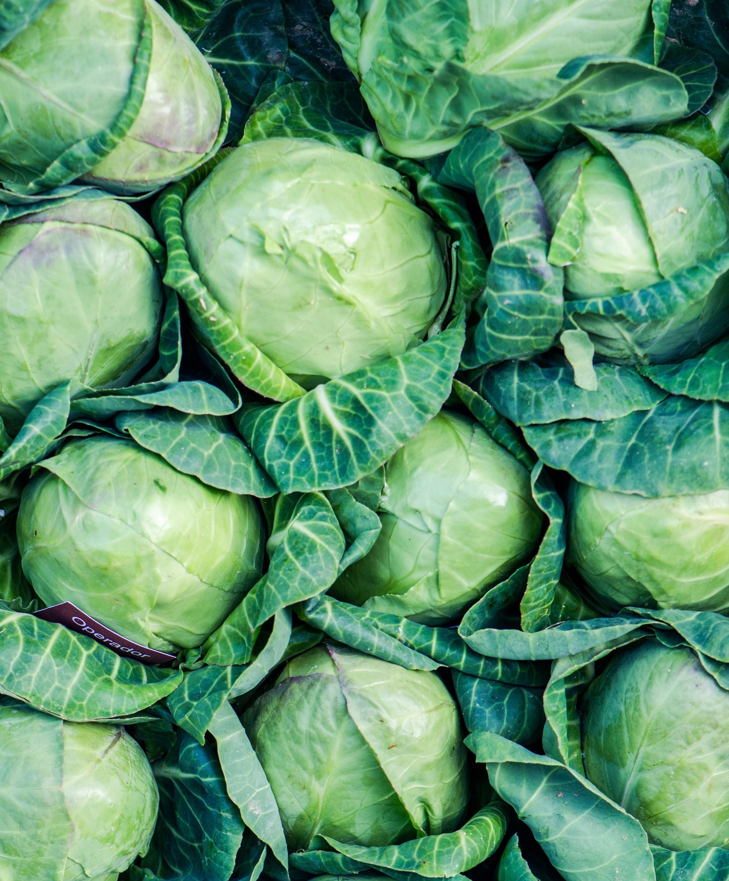 Cabbage (Mini, Spray Free)