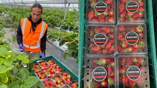 Strawberries 250g Kaikohe Berries