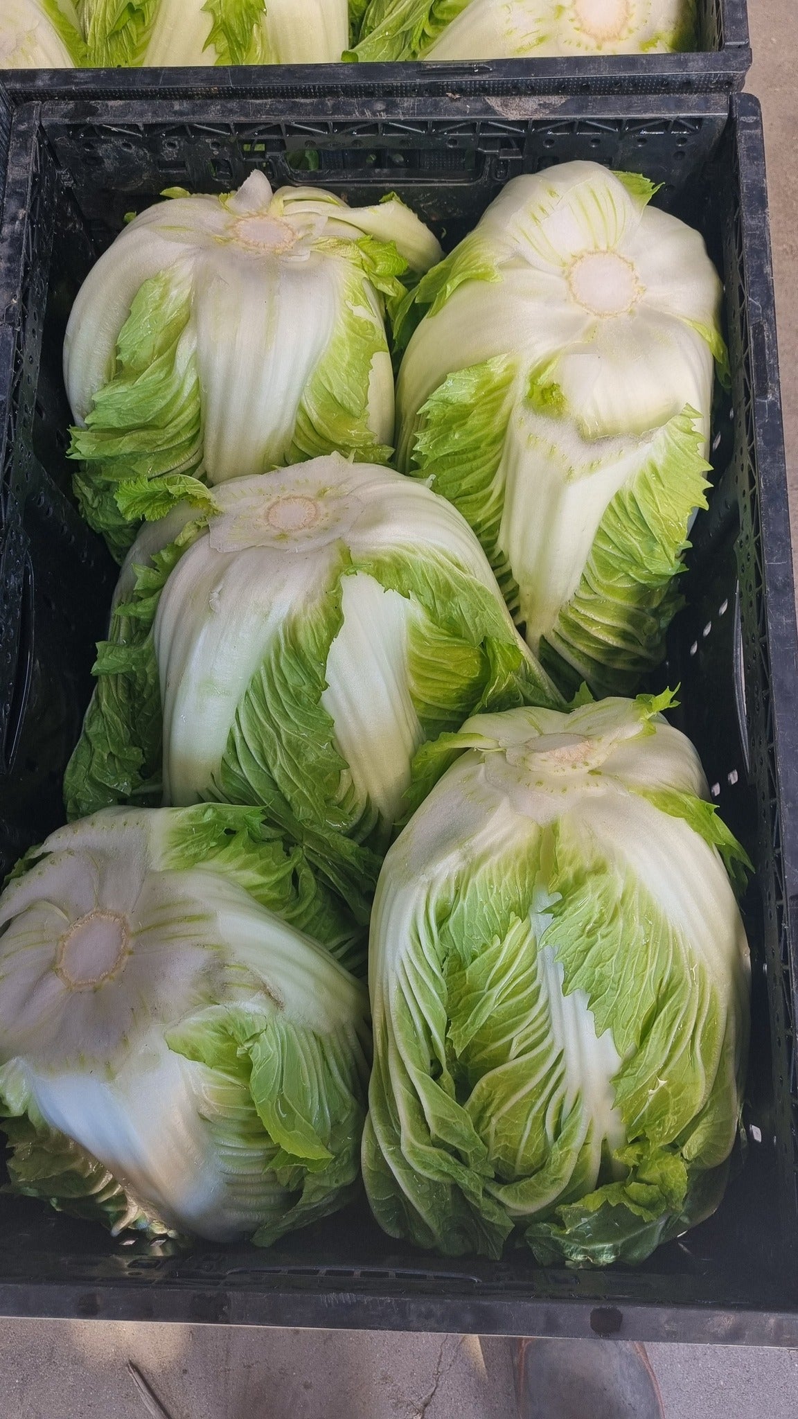 Wong Bok (Chinese Cabbage)