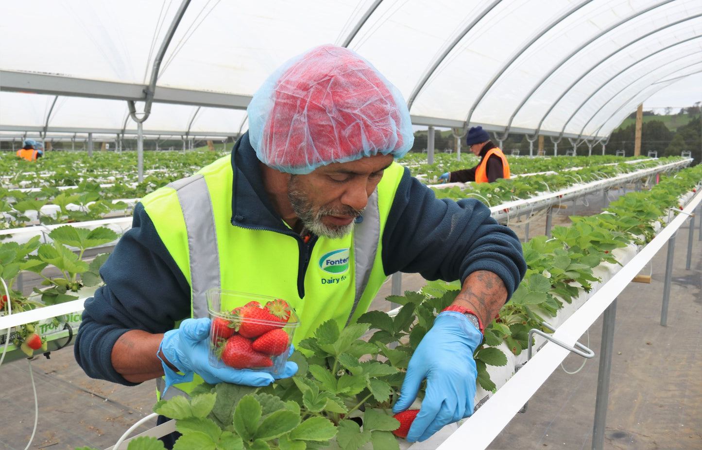 Strawberries 250g Kaikohe Berries