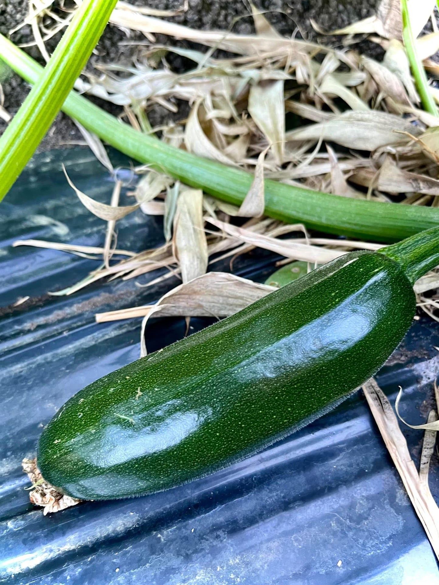 Zucchini (kg)