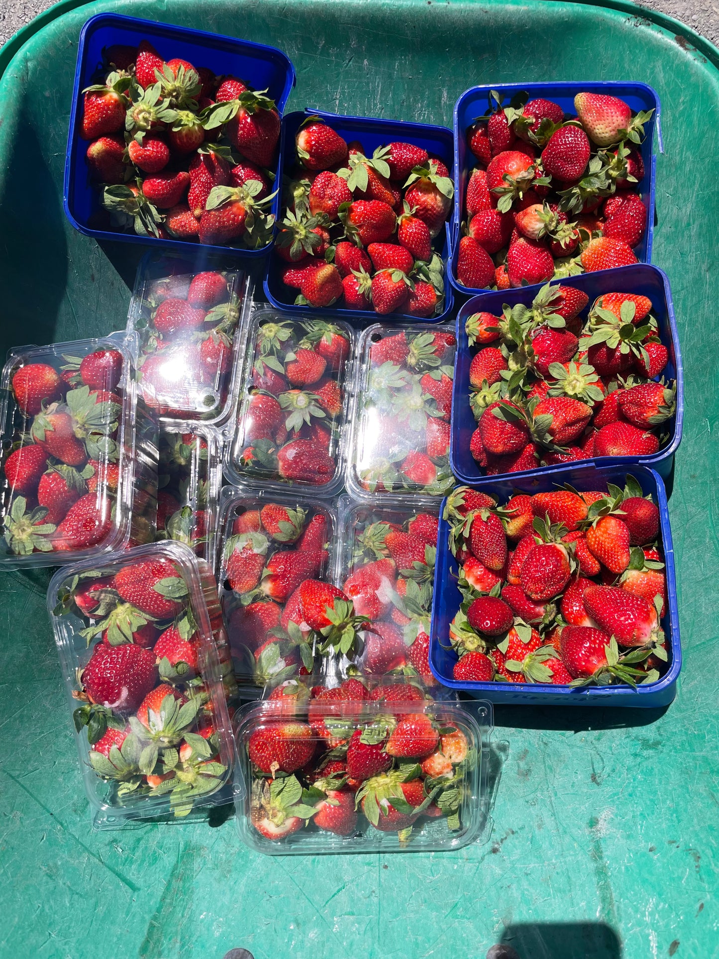 Strawberries 250g (Spray Free)