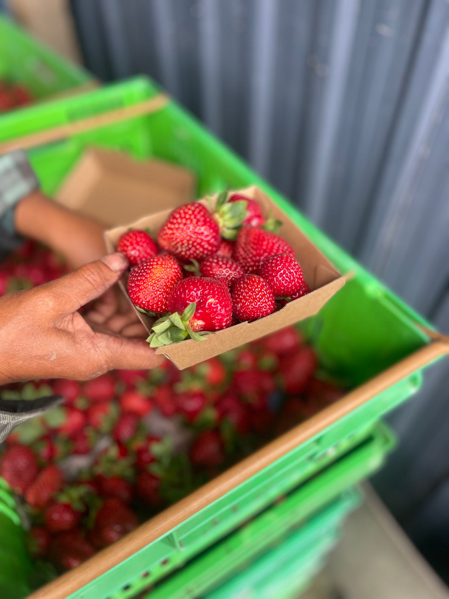 Strawberries 250g (Spray Free)