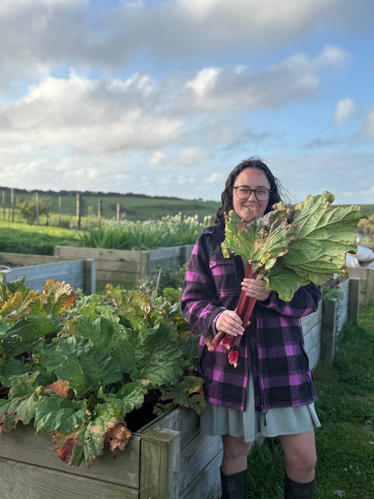Rhubarb bunch