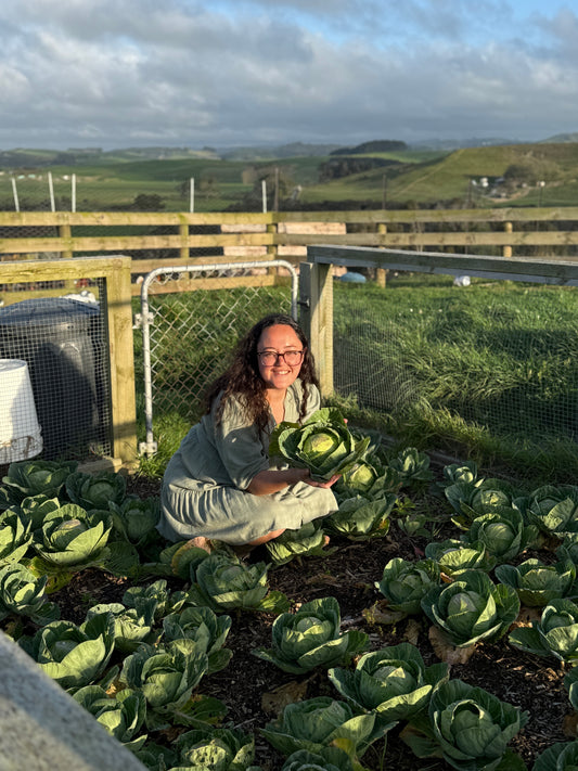 Cabbage (Mini, Spray Free)