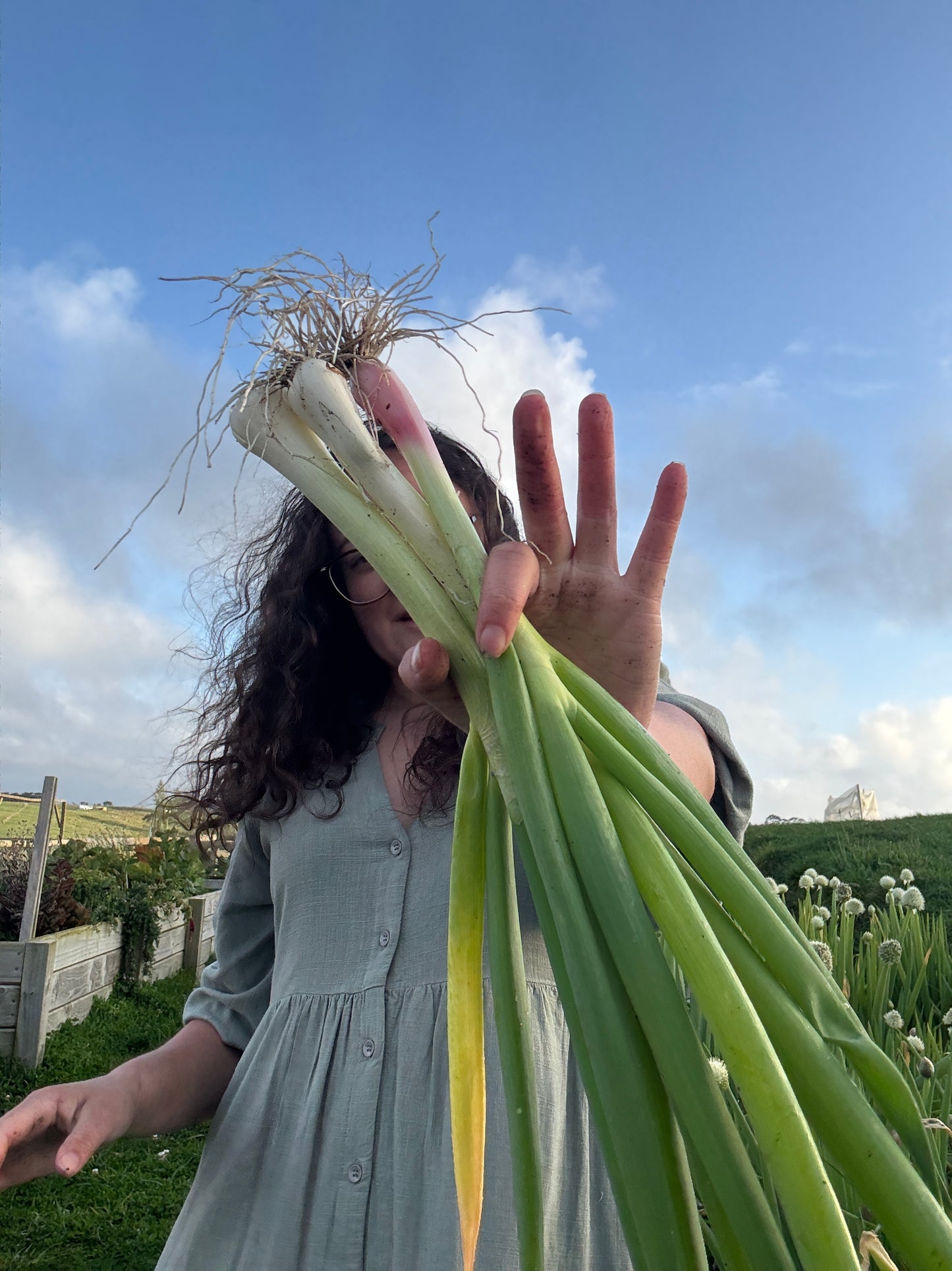 Spring onions (Spray Free)