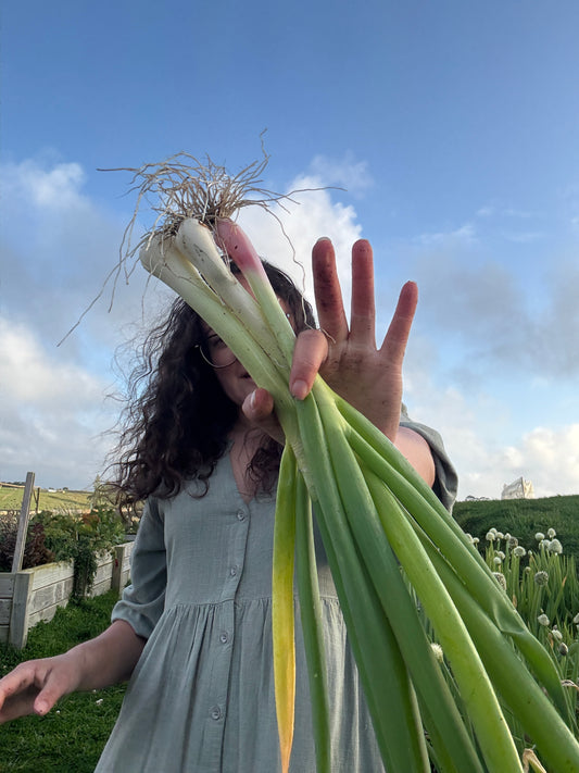 Spring onions (Spray Free)
