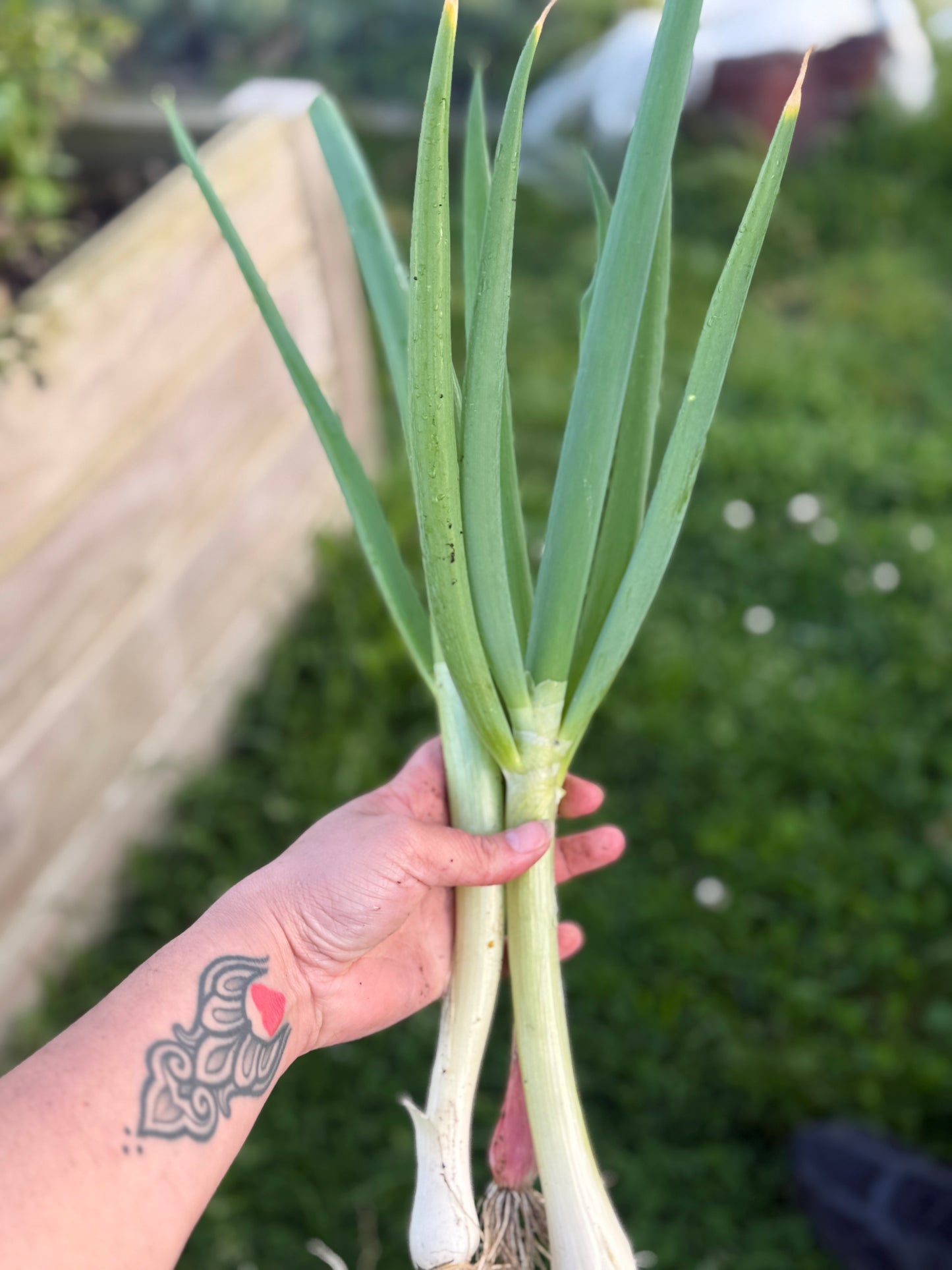 Spring onions (Spray Free)