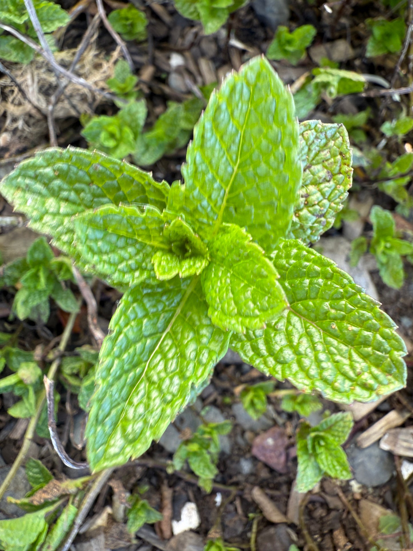 Mint (Fresh)
