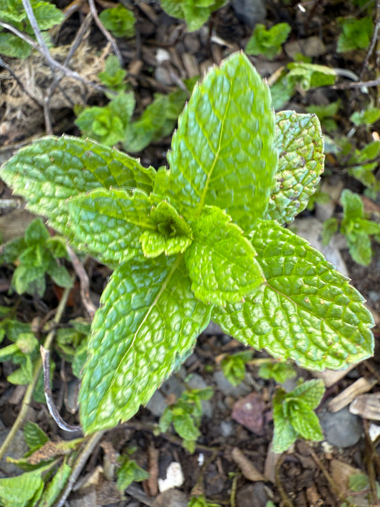 Mint (Fresh)