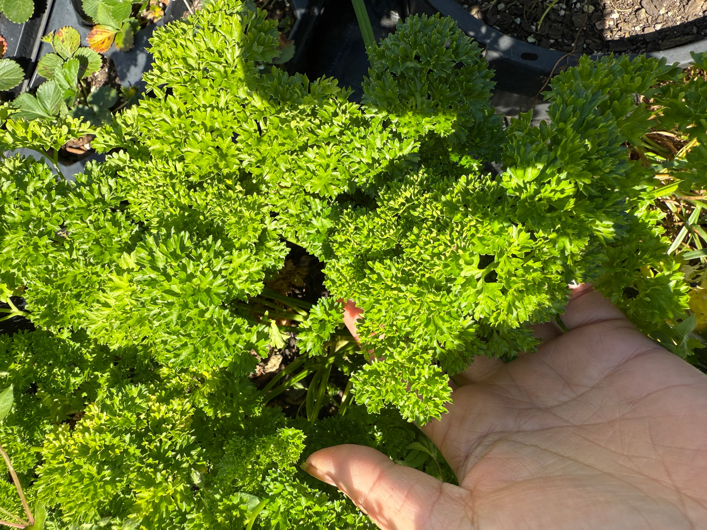 Parsley (Fresh)