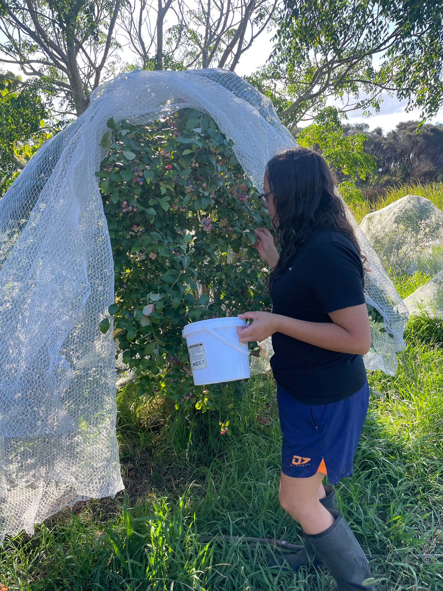 Blueberries 125g (Spray Free)