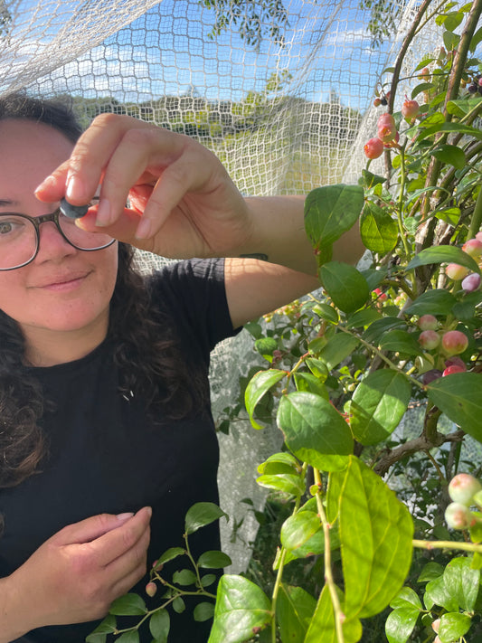 Blueberries 125g (Spray Free)