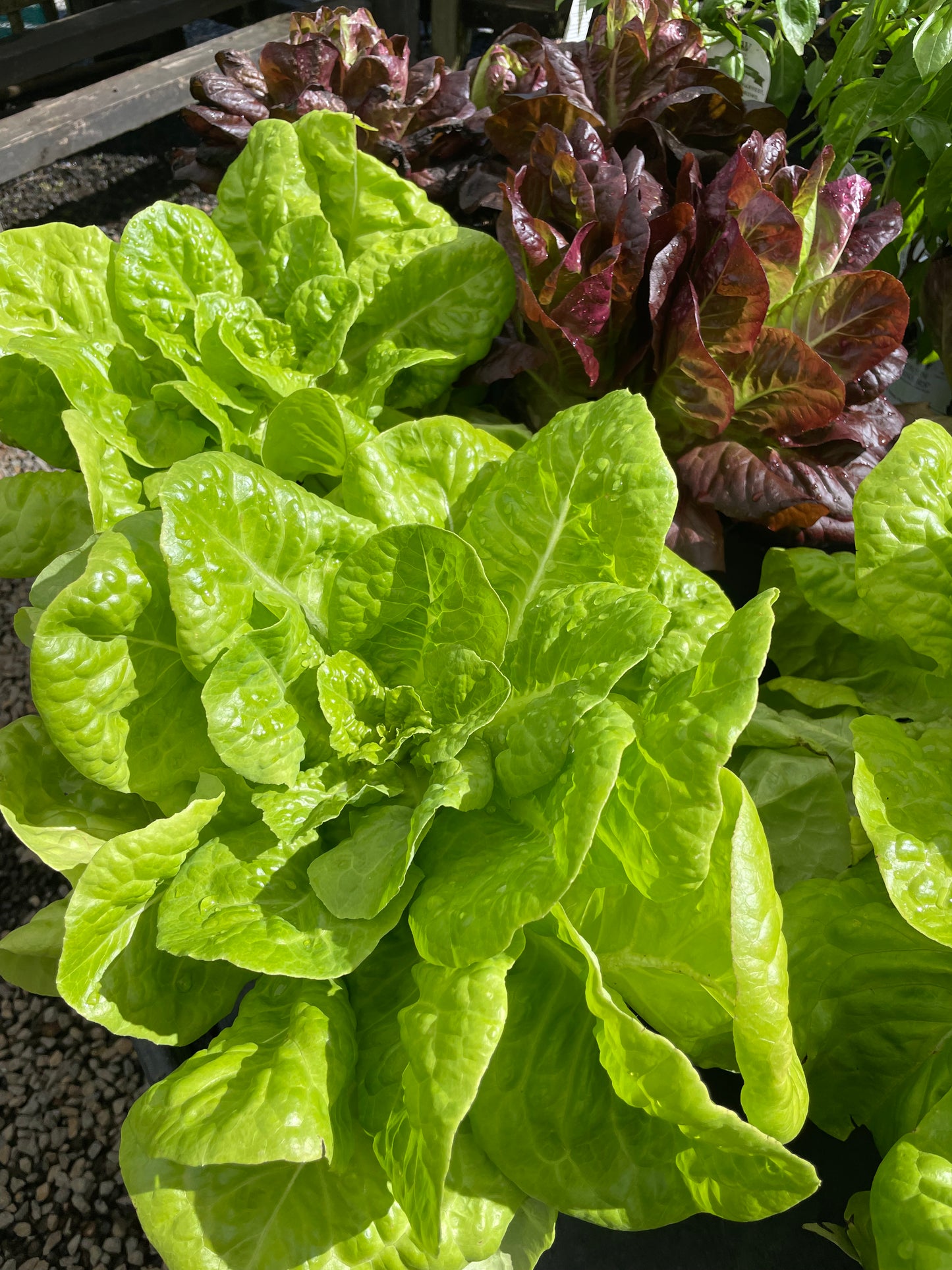 Lettuce (Spray Free)