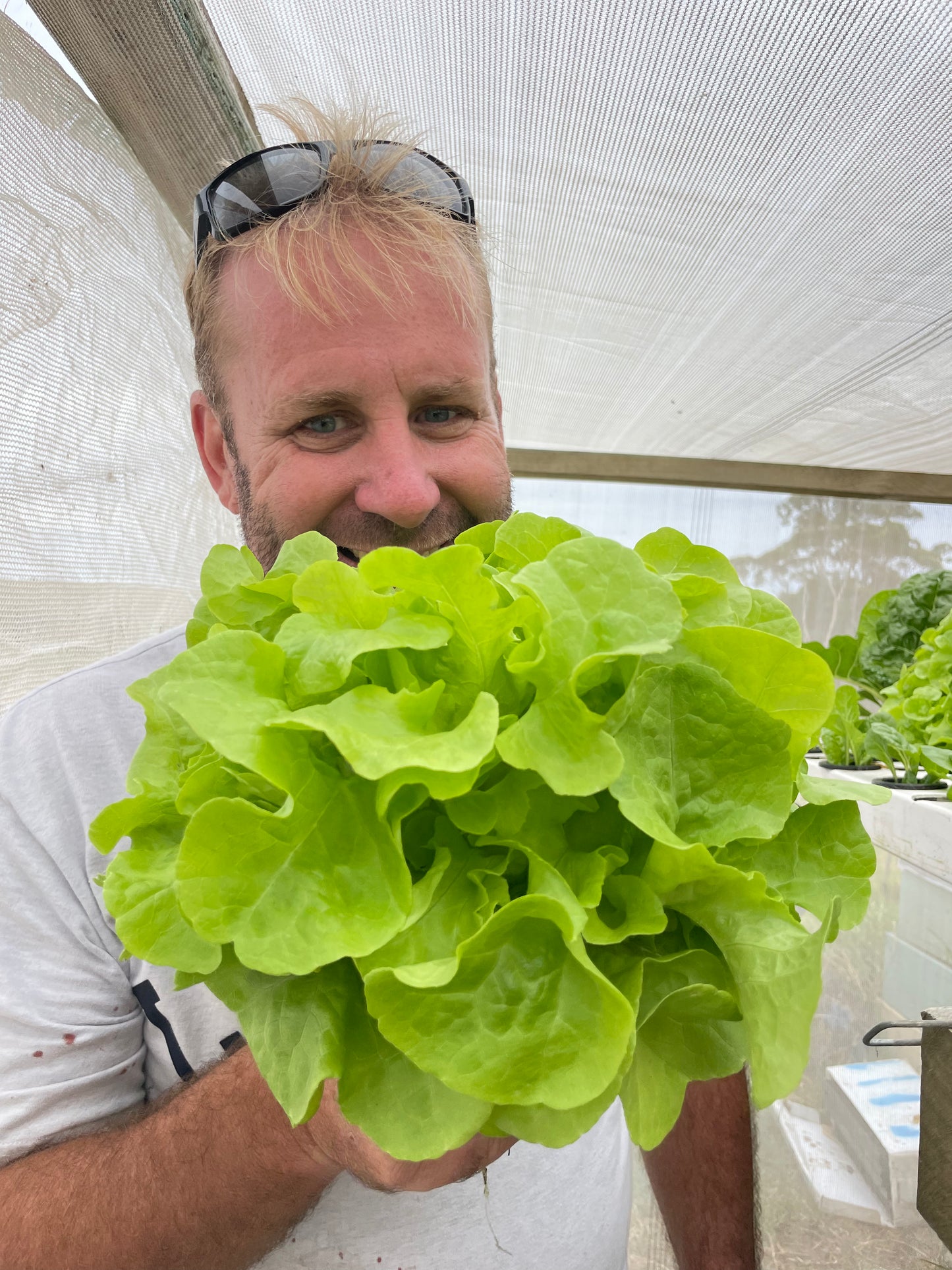 Lettuce (Spray Free)