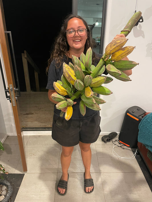 Bananas (kg)
