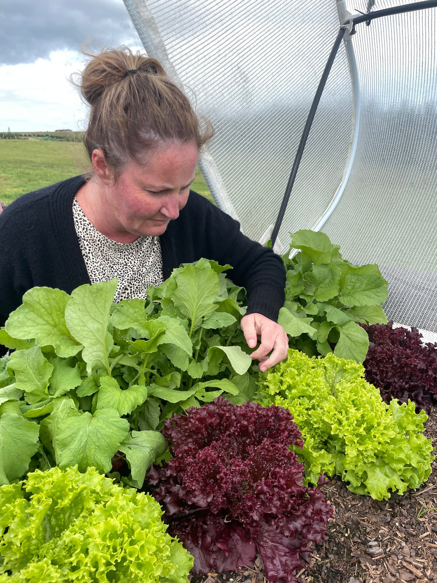 Lettuce (Spray Free)