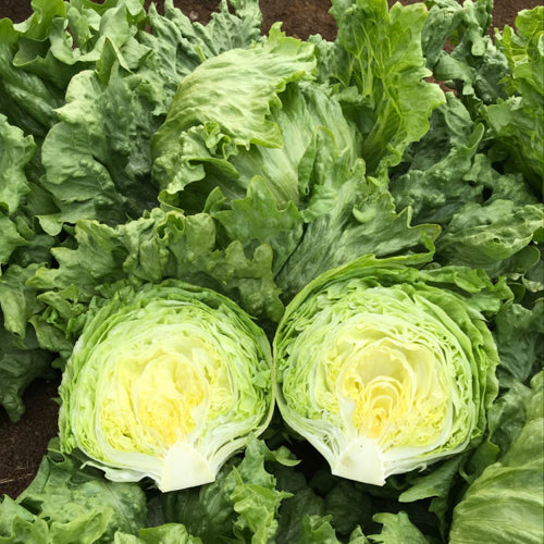 Lettuce (Iceburg)