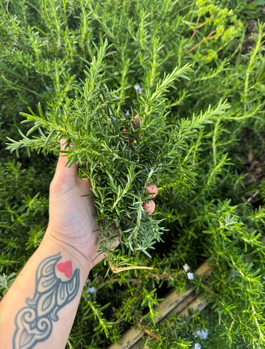 Rosemary (Fresh)
