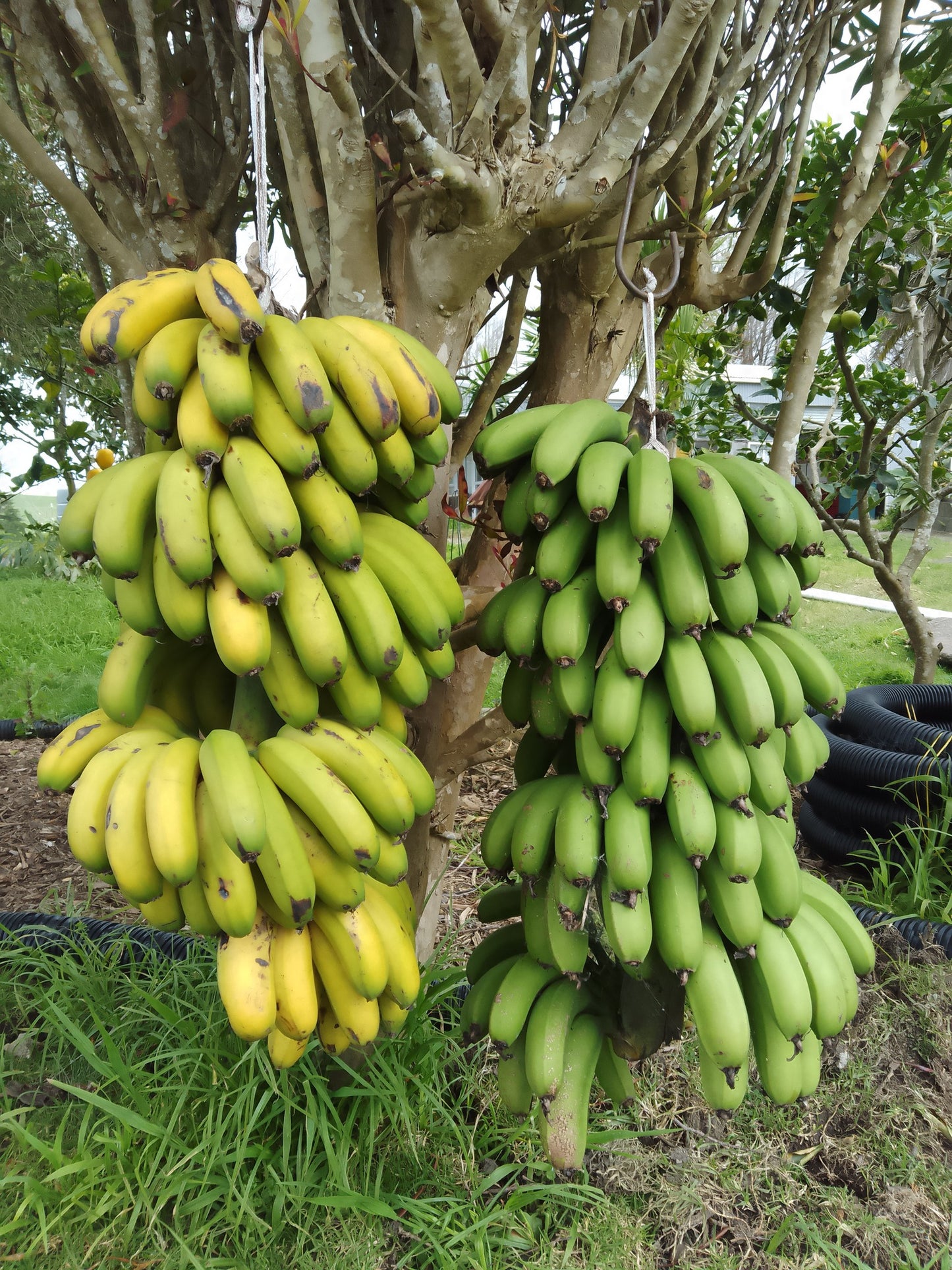 Bananas (kg)