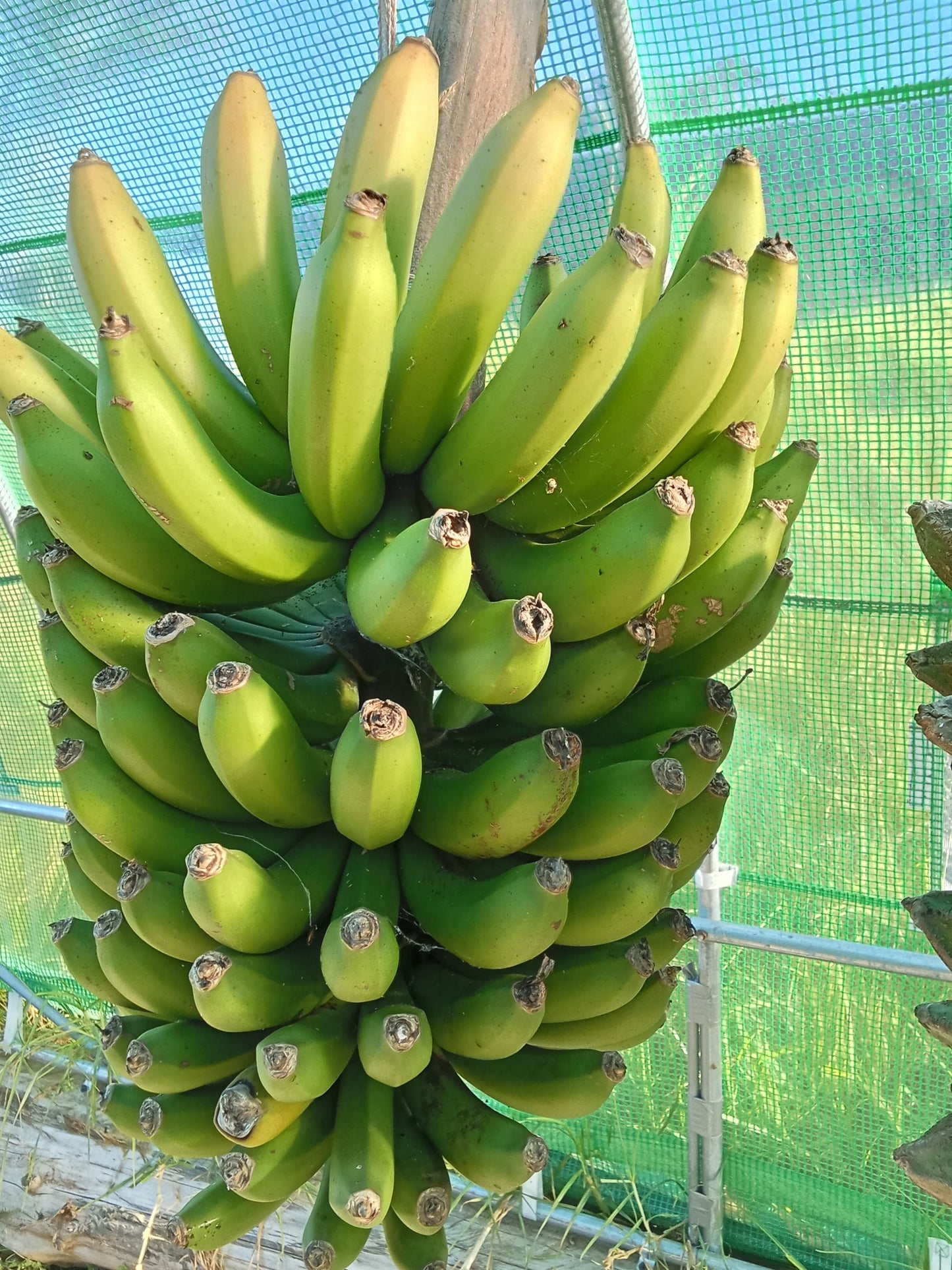 Bananas (kg)