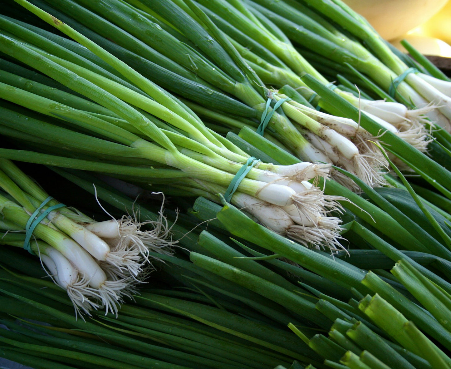 Spring onions (Spray Free)