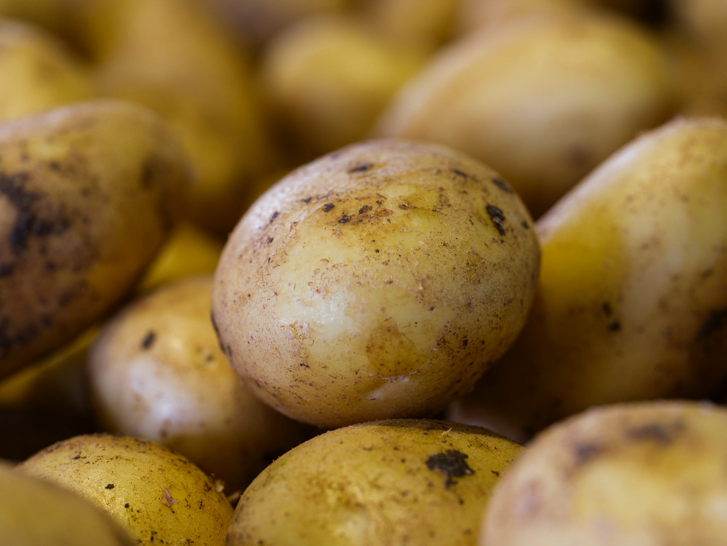 Agria potatoes (kg)