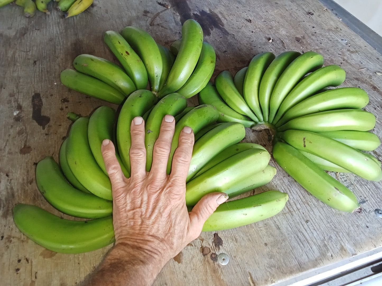 Bananas (kg)