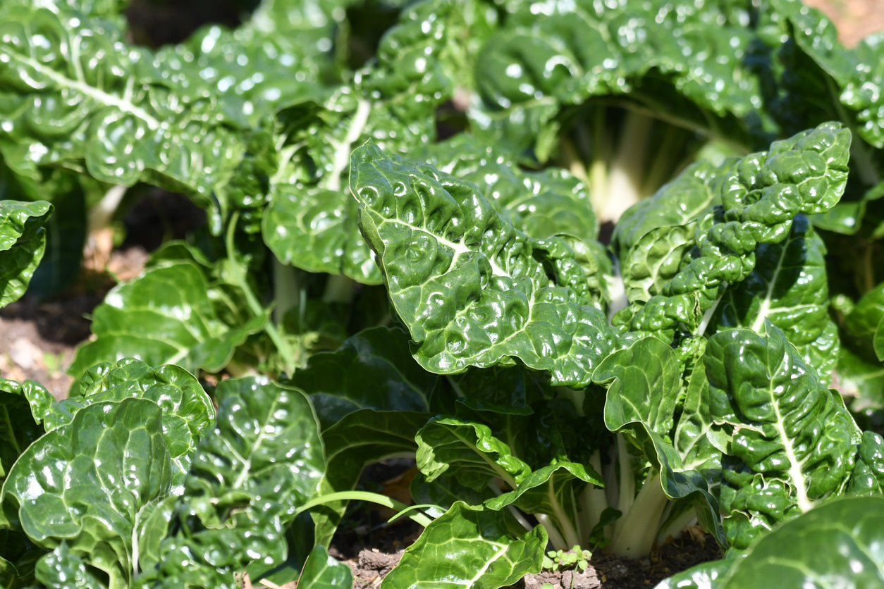 Silverbeet (Spray Free) bunch